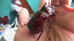 the critters grow large out here (rhino beetle)